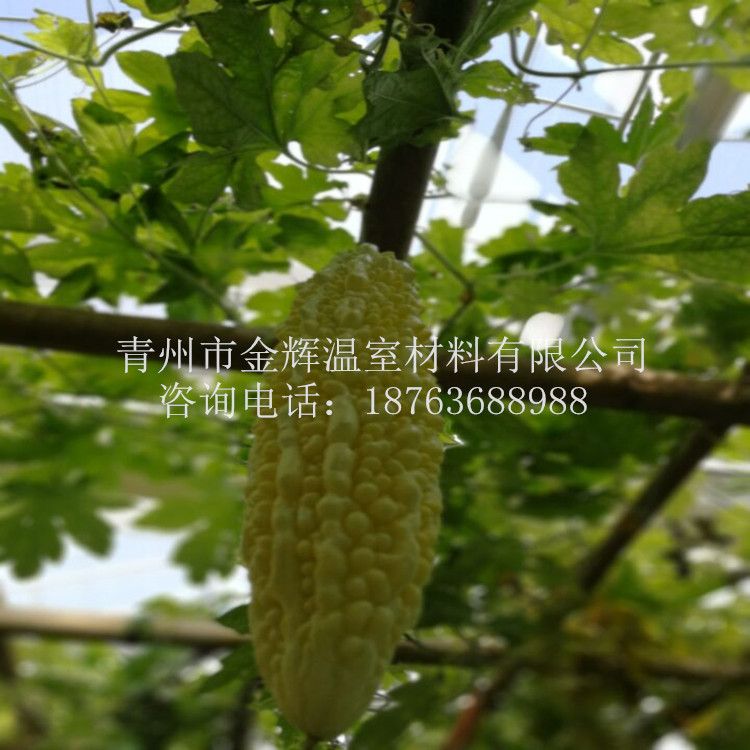 無土栽培景觀